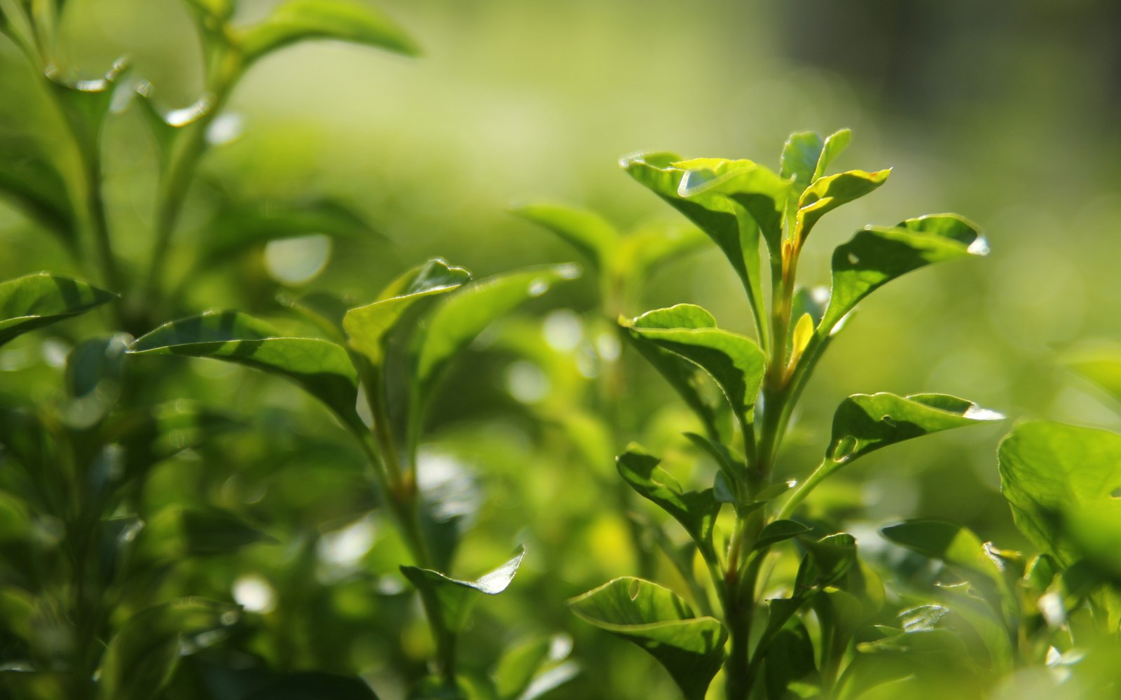 Close-up of a fresh green plant